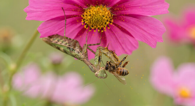 Praying mantis catching a honey bee on a pink cosmos flower