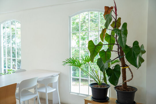 bright and cozy indoor cafe interior featuring potted tropical plants placed beside arched windows, with a clean white dining table and chairs in a peaceful modern minimalist space.