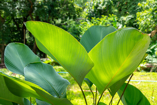 Vibrant green tropical leaves with intricate vein patterns illuminated by warm sunlight in a lush outdoor botanical garden, creating a fresh and natural background for environmental themes.