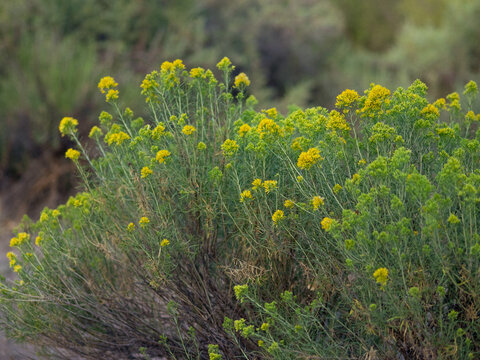 Yellow rubber rabbitbrush shrubbery in wild, sunlit meadow. Dense, textured foliage frames scattered blossoms. Soft focus background adds depth to natural setting. Wildflower cluster thrives in dry Ne