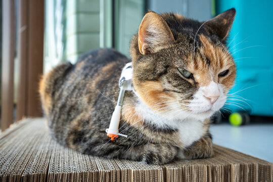 Domestic cat resting at home after illness of severe stomach trouble due to ringworm infection and food refusal, pet getting feeding and medications administered through special eustoma device.
