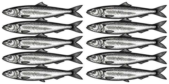 Vintage engraved sardine fish vector pattern seamless background layout design