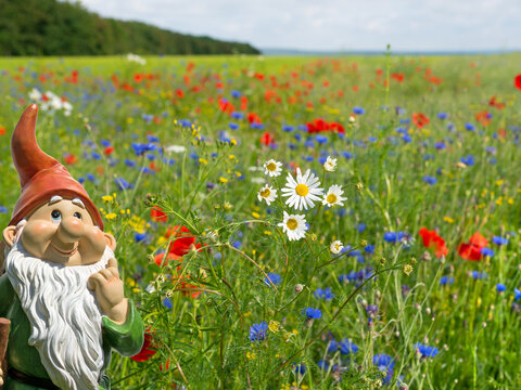 Wildblumenwiese mit Klatschmohn und Kornblumen