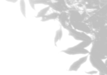 Obraz premium Natural light casts shadows from willow branches on a white background. Mockup.