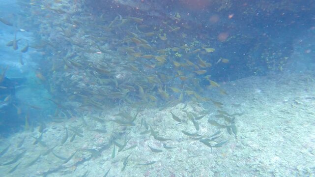 海の岩場を泳ぐ魚のミナミハタンポの群れ