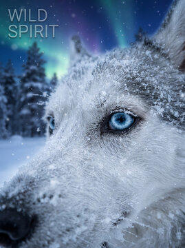 Majestic white Husky wolf dog portrait with piercing blue eyes in snow