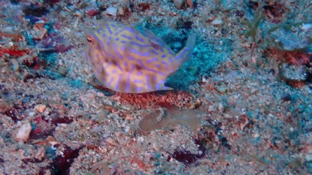海の砂地を泳ぐ魚のシマウミスズメ