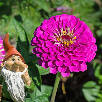 Bl&uuml;hende Zinnien, Zinnia, im Garten
