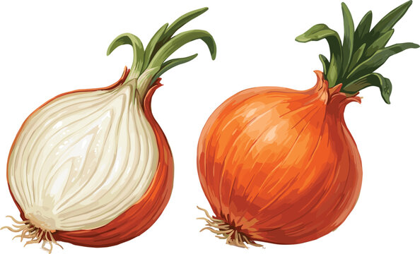 Fresh whole and sliced golden onions, organic vegetable ingredients, healthy food vector illustration
