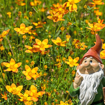 Bl&uuml;hender Zweizahn, Bidens, orange Bl&uuml;ten