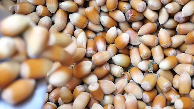 Metal Scoop Pouring Fresh Hazelnuts into a Cardboard Box