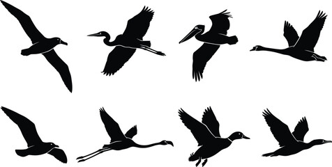 Naklejka premium Vector silhouette collection of various flying water birds including heron pelican flamingo swan and duck for nature design projects