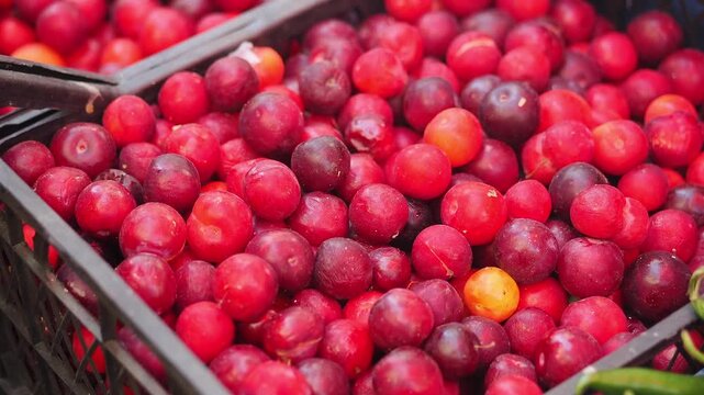 Fresh plums at farmers market in the morning hours