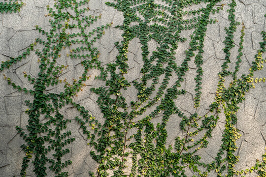 Creeping fig vine Ficus pumila climbing on textured grey concrete stone wall background.