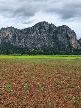 Scenic limestone cliffs and rugged mountain formations create a stunning tropical landscape, highlighting the beauty and diversity of nature.