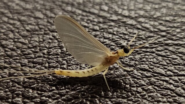 Mayfly, an important aquatic insect, representing freshwater biodiversity and ecosystem health.