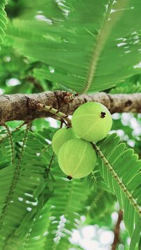 Close-up of ripe Indian gooseberry fruits, highlighting their natural green color, fresh appearance, and importance as a traditional Asian fruit.