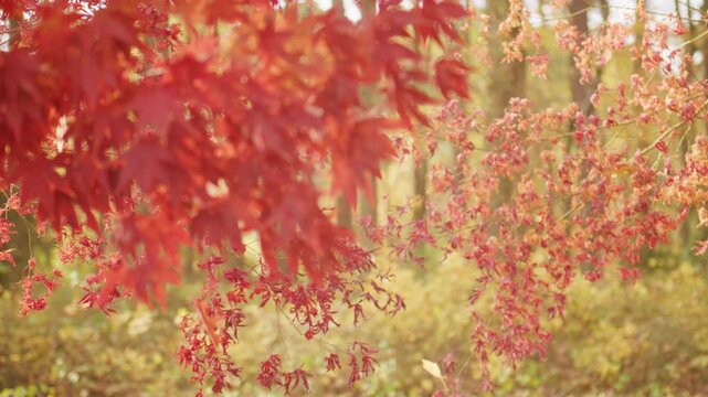 Windy autumn day in forest. Leaves dropping from trees. Autumn forest in windy motion. Blurred wind movement in foliage. Falling leaves in forest wind. Colorful leaves moving in blur.