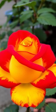 Beautiful double-colored rose with red and yellow petals, design, decorative