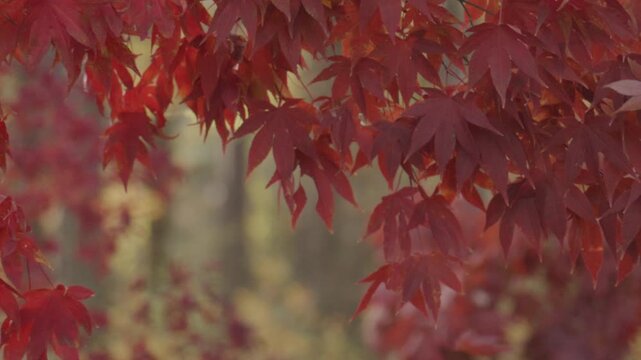Golden leaves in a autumn forest. Autumn nature. Vibrant red and orange foliage. Autumn fall movement. Autumn foliage. Beautiful fall leaves. Autumnal mood.