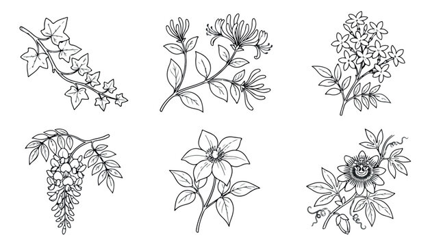 Vintage botanical line art set, 6 floral climbing plant illustrations, black and white garden flower sketches, vector nature elements