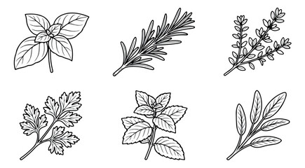 Hand drawn culinary herbs collection. Set of 6 botanical line art illustrations including basil, rosemary, thyme, parsley, mint, and sage. © Muhammad Sajjad