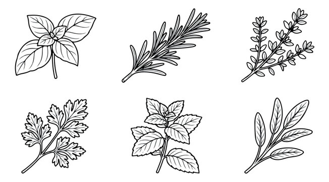 Hand drawn culinary herbs collection. Set of 6 botanical line art illustrations including basil, rosemary, thyme, parsley, mint, and sage.