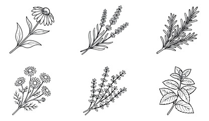 Vintage botanical herb sketches, 6 hand drawn floral vector icons, black and white medicinal plant illustrations for organic packaging © Muhammad Sajjad
