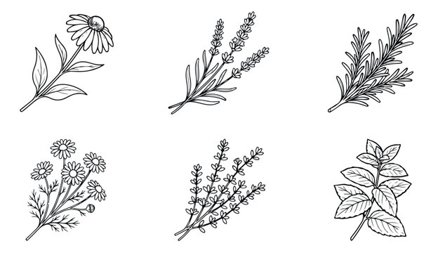 Vintage botanical herb sketches, 6 hand drawn floral vector icons, black and white medicinal plant illustrations for organic packaging