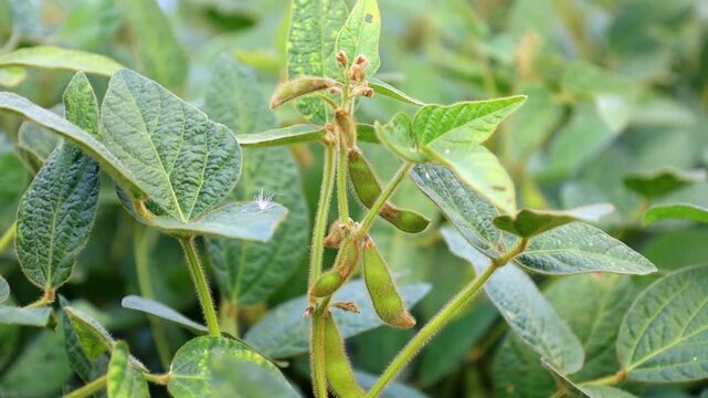 The camera slowly focuses on young green soybean pods ripening among lush leaves in an agricultural field during the day. A gentle breeze softly sways the plant stems, showcasing a healthy future harv