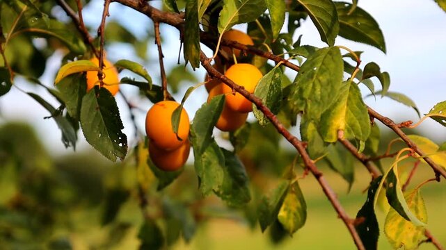 The camera smoothly focuses on tree branches where ripe yellow cherry plums hang among dense green leaves on a sunny day. A gentle breeze sways the branches, showcasing a rich juicy fruit harvest in a