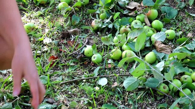 The camera captures the harvest process in an apple orchard where numerous green juicy apples lie on the grass among leaves.