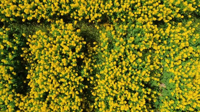 Close aerial of dense yellow rapeseed flowers in full bloom, drone zenithal backdrop top-down