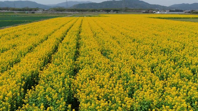 Yellow rapeseed flower field with distant mountains in Japan, drone medium backdrop swaying in the wind