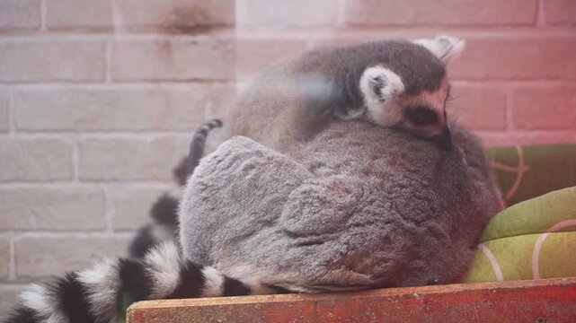 One ring-tailed lemur carefully grooms another, using gentle movements to clean and tend to its companion's fur. The close interaction showcases social bonding and grooming behavior.