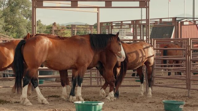 Horses stand and wander around a fenced outdoor corral.