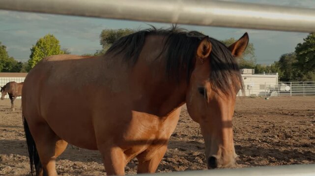 Brown horse approaches a closed corral and looks toward the camera.