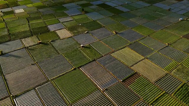 Patchwork agricultural rice paddy fields form colorful geometric patterns across valley floor, drone ascend overview, smooth backdrop background
