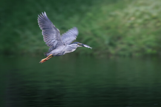 Striated Heron, Butorides striata, flying with freshly caught fish in bill against dark green forest background, motion blur in wings highlights speed and natural hunting behavior in wetland habitat