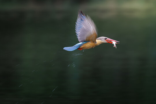 Stork-billed Kingfisher, Pelargopsis capensis, in flight with fish prey in mount, motion blur in the wings highlights speed and natural hunting behavior in a wetland habitat, slow shutter speed