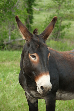 The wild Begging Burros, or wild Burros in Custer State Park located in South Dakota