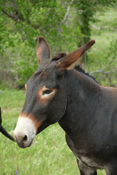 The wild Begging Burros, or wild Burros in Custer State Park located in South Dakota