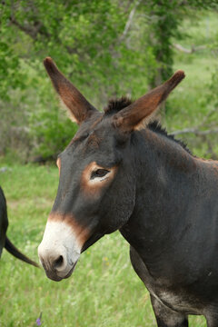 The wild Begging Burros, or wild Burros in Custer State Park located in South Dakota