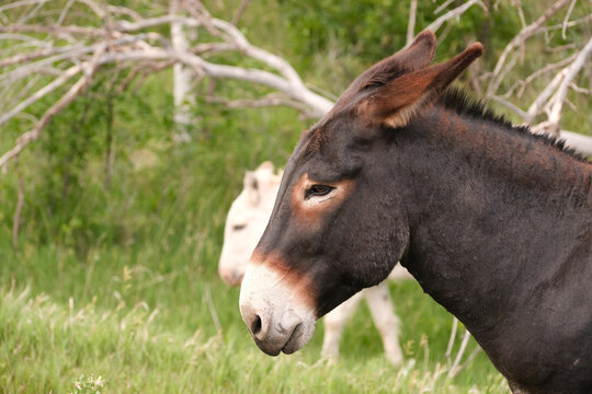 The wild Begging Burros, or wild Burros in Custer State Park located in South Dakota