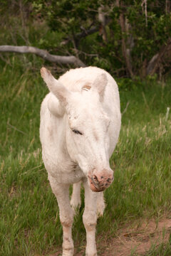 The wild Begging Burros, or wild Burros in Custer State Park located in South Dakota