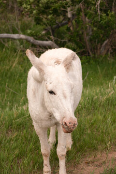 The wild Begging Burros, or wild Burros in Custer State Park located in South Dakota