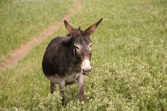 The wild Begging Burros, or wild Burros in Custer State Park located in South Dakota