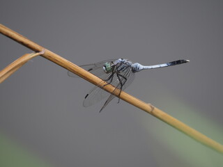 池のほとりの枯れ草にとまるシオカラトンボ © 泰弘 奥本