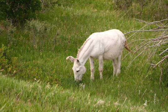 The wild Begging Burros, or wild Burros in Custer State Park located in South Dakota