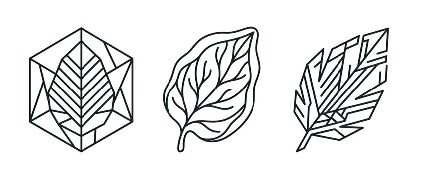 Geometric botanical leaf line art with hexagon and organic shapes for modern design